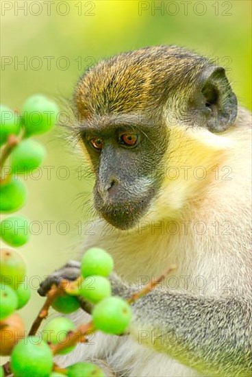 Callithrix Monkey