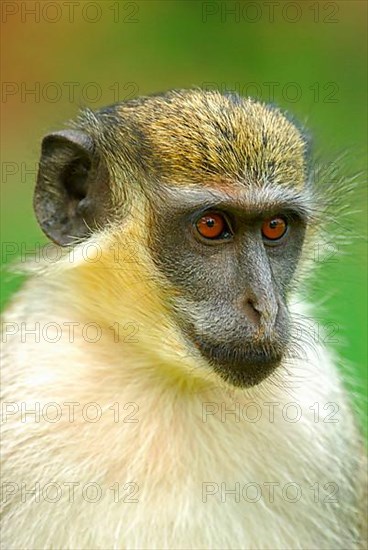 Callithrix Monkey