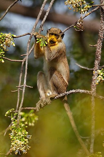 Callithrix Monkey