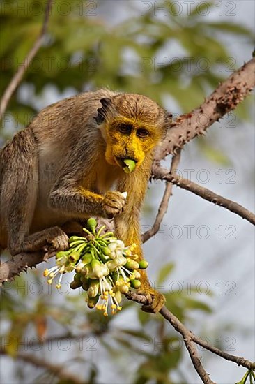 Callithrix Monkey