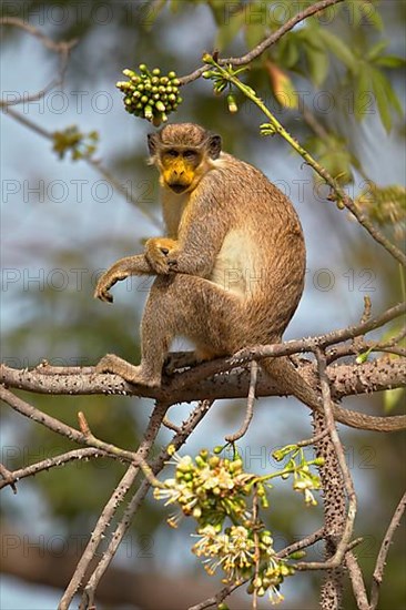 Callithrix Monkey