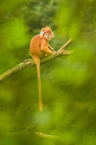 Javan langur