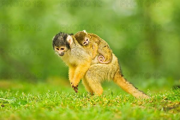 Black-headed squirrel monkey