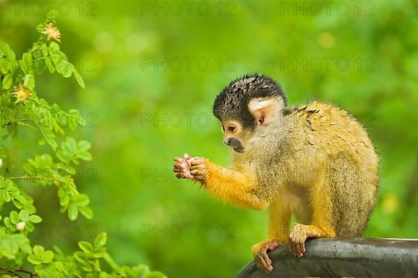 Black-headed squirrel monkey