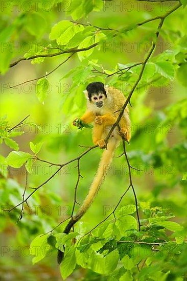 Black-headed squirrel monkey