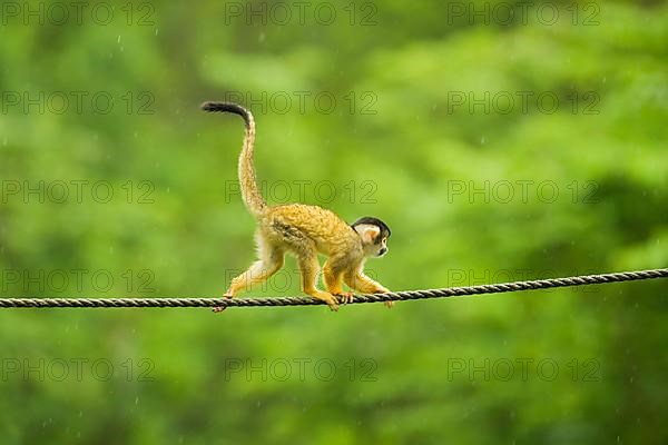 Black-headed squirrel monkey