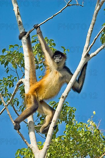 Mexican Spider Monkey