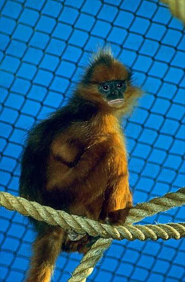 Maroon leaf monkey