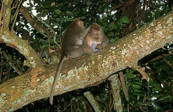 Crab-eating macaques