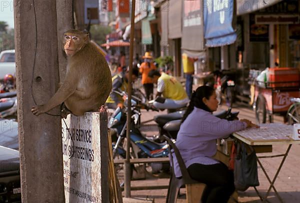 Long-tailed Macaque