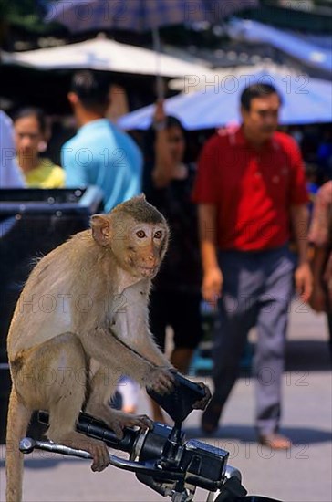 Long-tailed Macaque