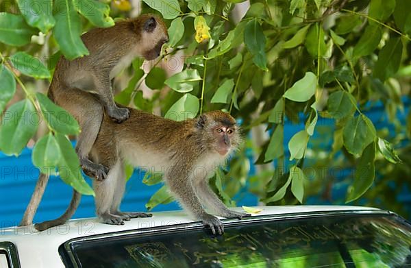 Crab-eating macaques