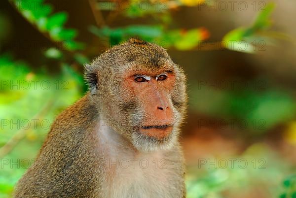 Crab-eating Macaque