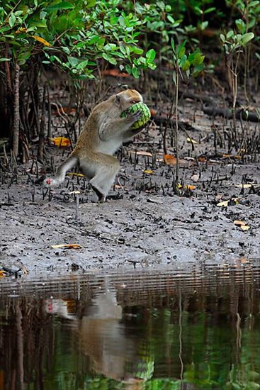 Crab-eating macaques