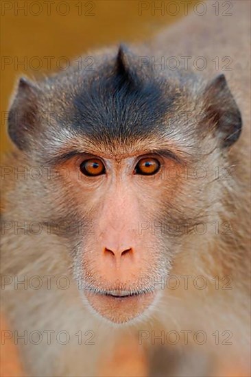 Crab-eating Macaque