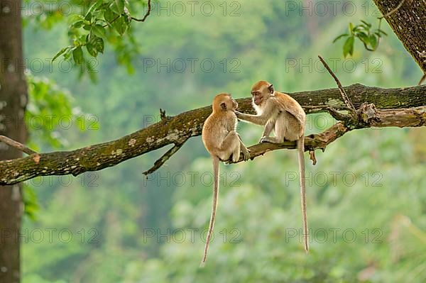 Crab-eating macaques