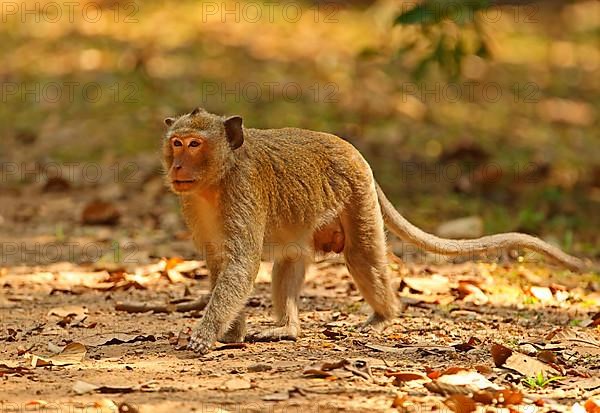 Crab-eating macaques