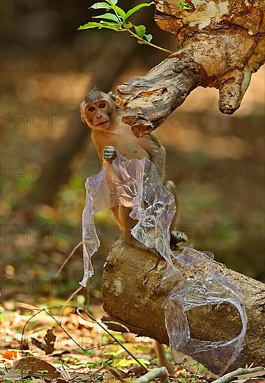 Crab-eating macaques