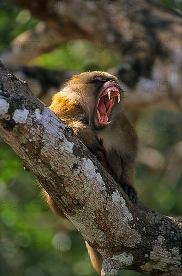 Assamese assam macaque