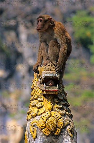 Assamese assam macaque