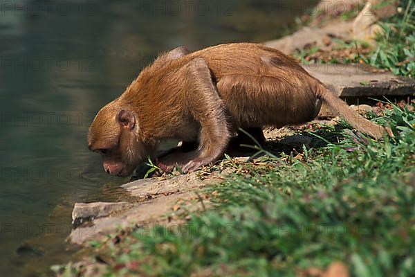 Assamese assam macaque