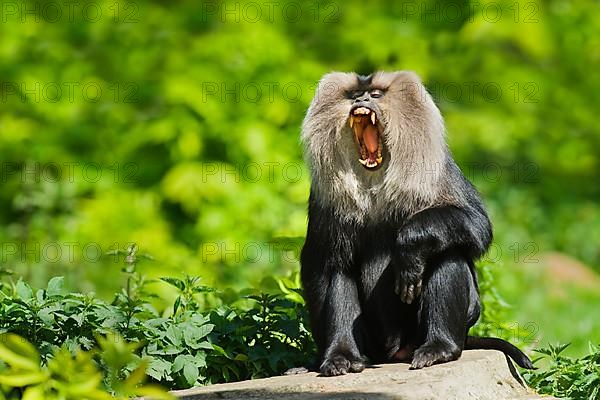 Lion-tailed macaque