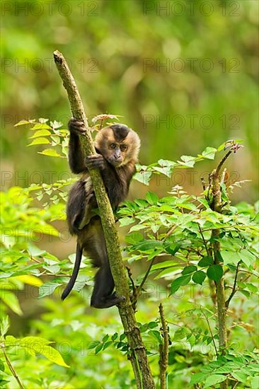 Lion-tailed macaque