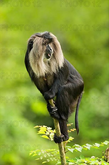 Lion-tailed macaque