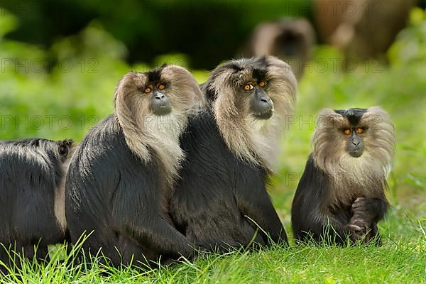 Lion-tailed macaque