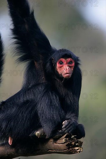 Black Spider Monkey