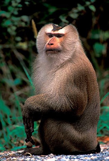 Pig-tailed Macaque