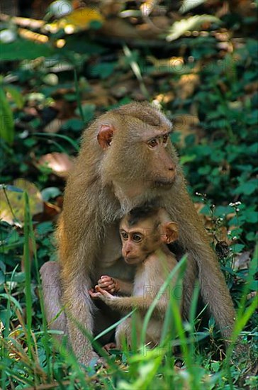 Southern pig-tailed macaque