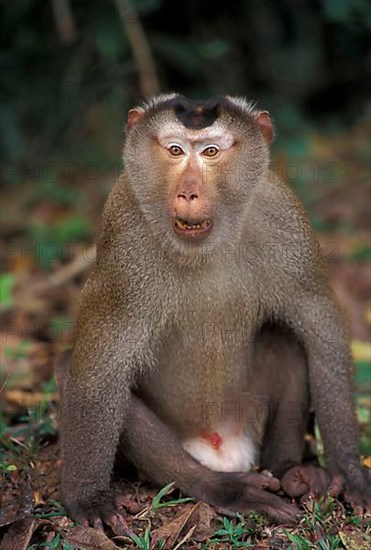 Southern pig-tailed macaque