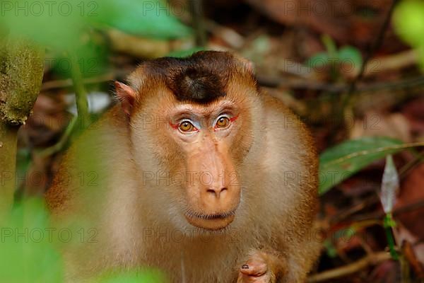 Southern Pig-tailed Macaque