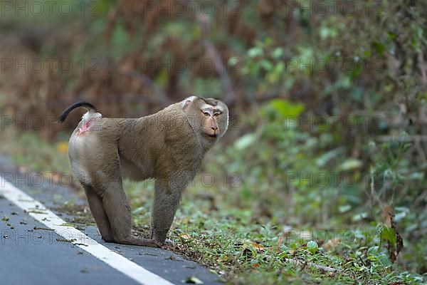 Southern Pig-tailed Macaque