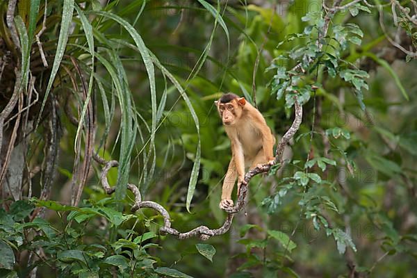 Southern southern pig-tailed macaque