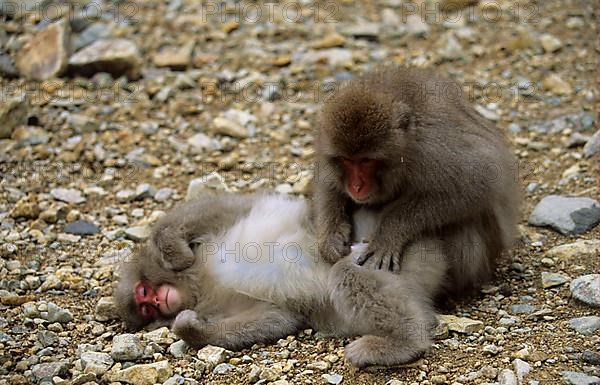 Red-faced macaque