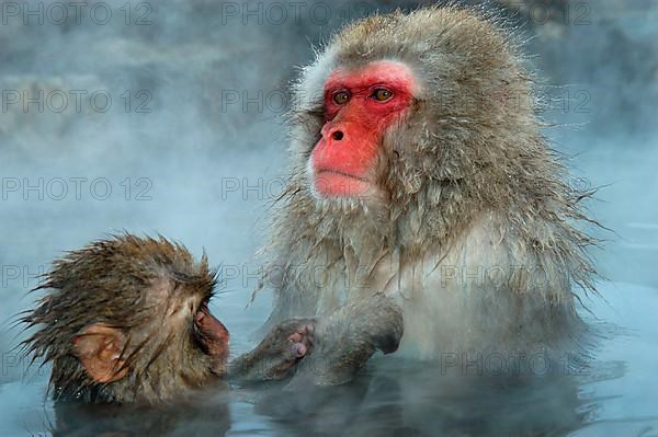 Red-faced macaque