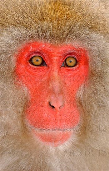 Red-faced macaque