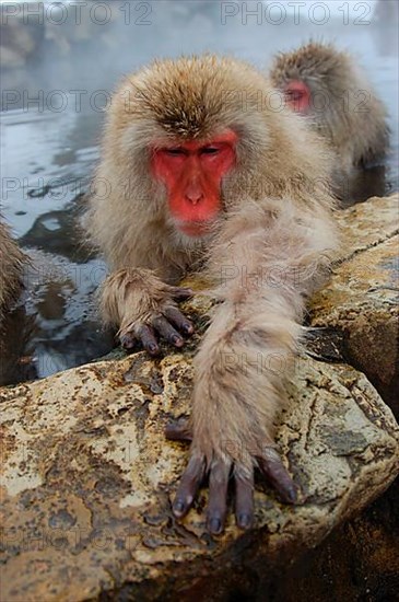 Red-faced macaque