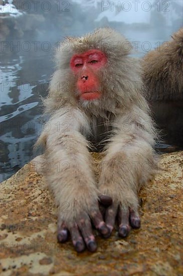 Red-faced macaque