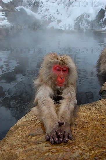 Red-faced macaque