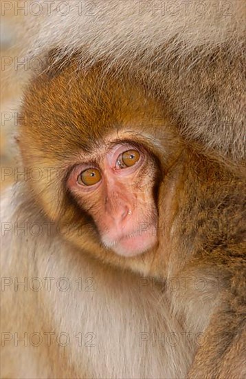 Red-faced macaque