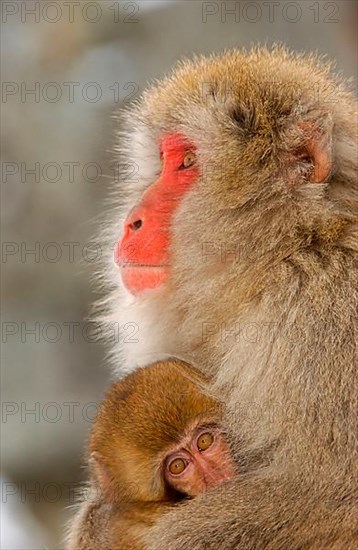 Red-faced macaque