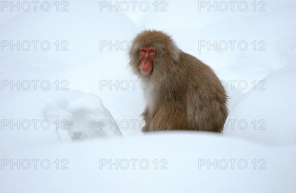 Red-faced Macaque