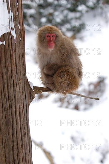 Red-faced macaque