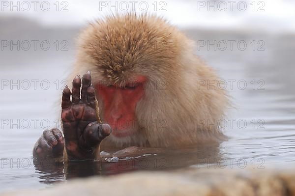 Red-faced macaque