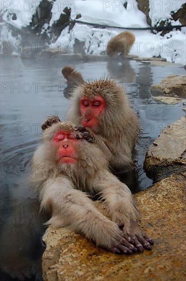 Red-faced macaque