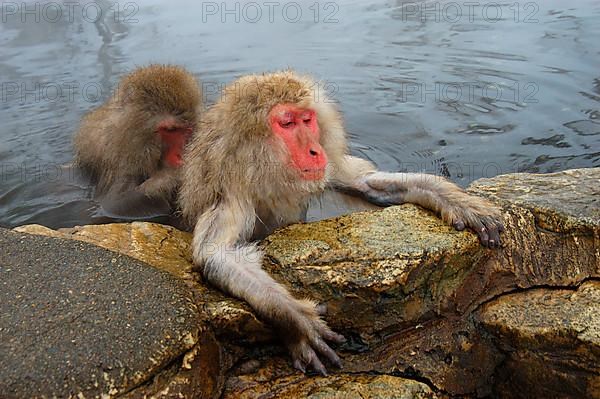 Red-faced macaque