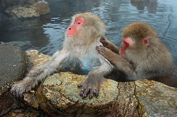 Red-faced macaque